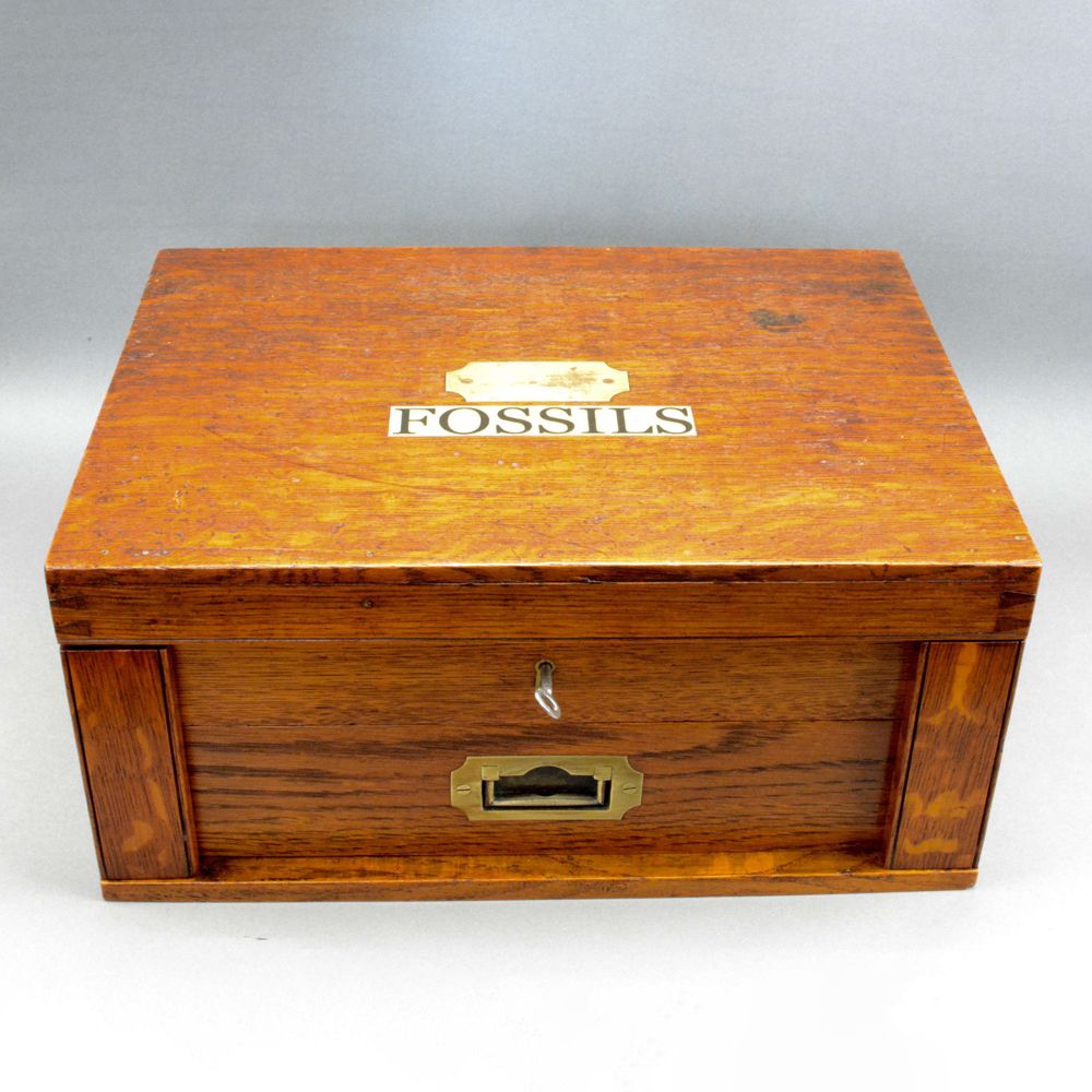19th Century Oak Fossil Collection Box